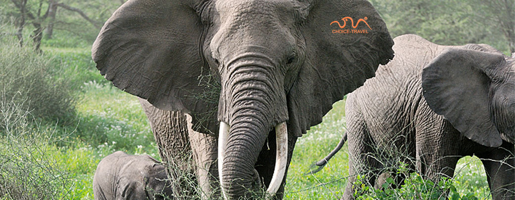 非洲人与动物交