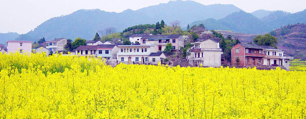 最古镇婺源,最爱村头油菜花(江西)