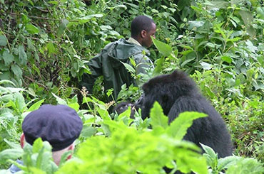 追猩奇缘—乌干达卢旺达山地大猩猩与黑猩猩13日追踪之旅(舒适惬意系列)