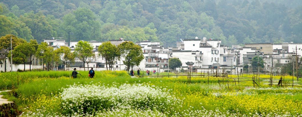 最风情古镇婺源，最爱村头油菜花（江西）