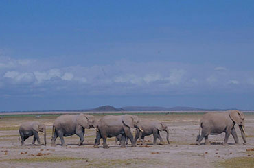 肯尼亚野生动物游猎10日经典（青春活力系列）