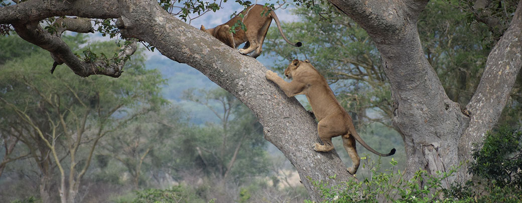追踪会爬树的狮子