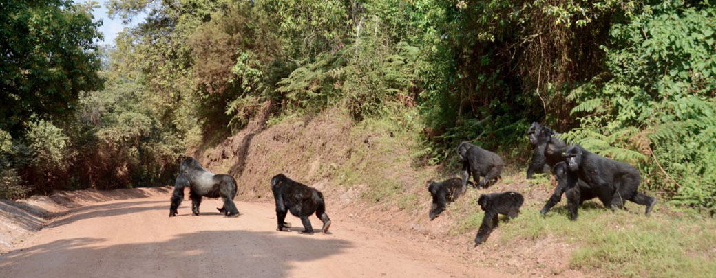 徒步追踪大猩猩活动