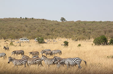 肯尼亚野生动物游猎10日经典（舒适惬意系列）