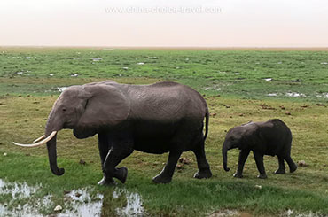 肯尼亚野生动物游猎10日精华（青春活力系列）